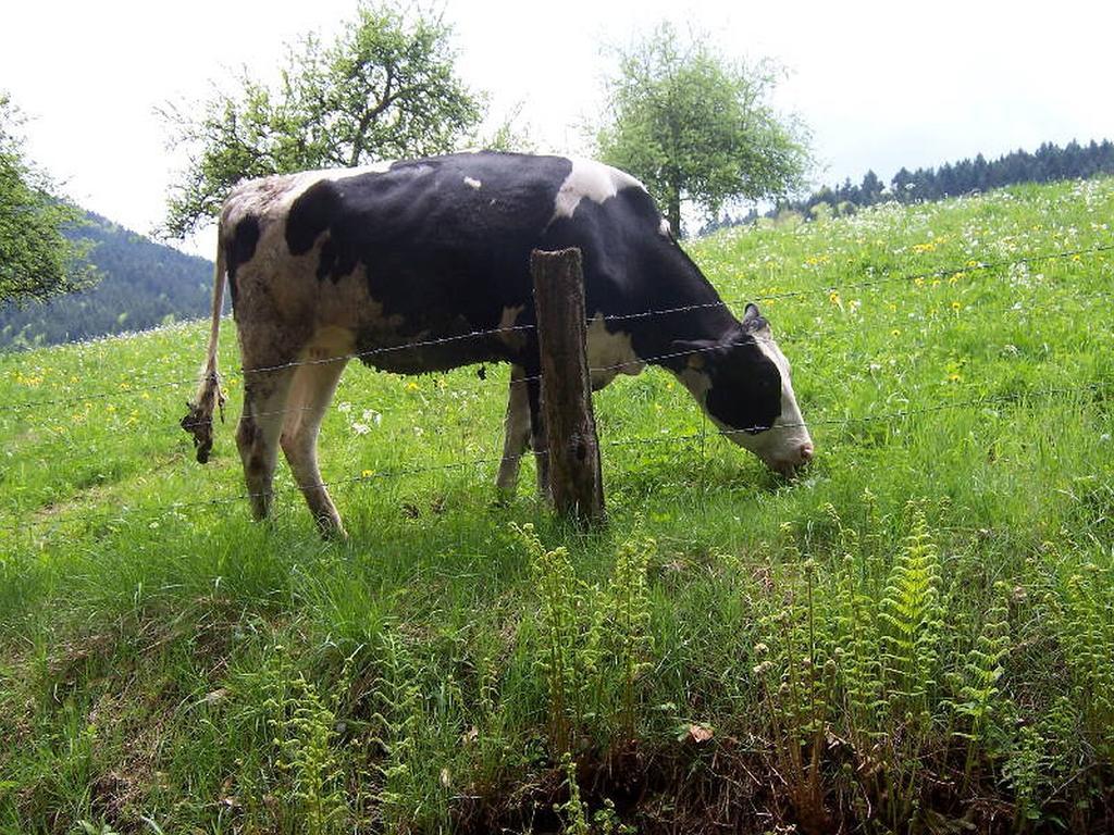 Stinneshof Oberharmersbach Buitenkant foto