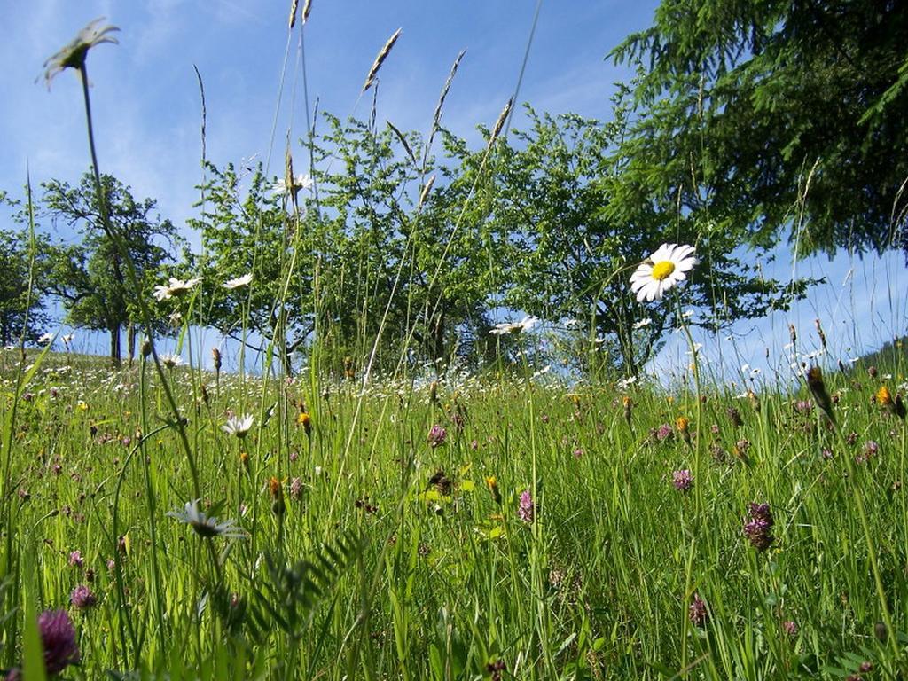 Stinneshof Oberharmersbach Buitenkant foto